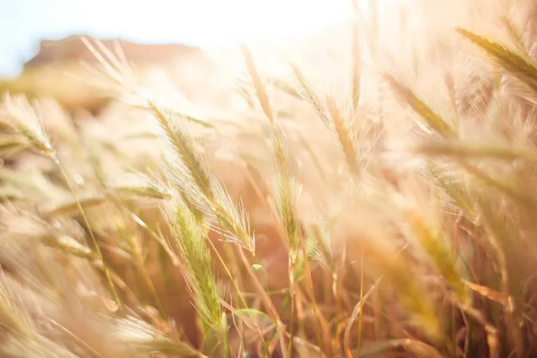 Semis orge de printemps en avril, Vonnas, MJ Multiservices